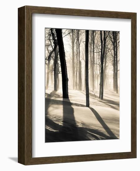 Silent Forest-Andrew Geiger-Framed Art Print