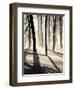 Silent Forest-Andrew Geiger-Framed Art Print