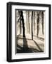 Silent Forest-Andrew Geiger-Framed Art Print