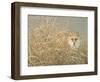 Silent Gaze-Joh Naito-Framed Giclee Print