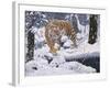 Silent Hunter- Siberian Tiger-Jeff Tift-Framed Giclee Print