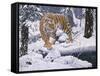 Silent Hunter- Siberian Tiger-Jeff Tift-Framed Stretched Canvas