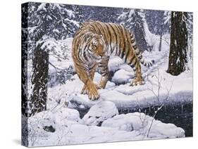 Silent Hunter- Siberian Tiger-Jeff Tift-Stretched Canvas