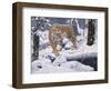 Silent Hunter- Siberian Tiger-Jeff Tift-Framed Giclee Print