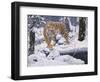 Silent Hunter- Siberian Tiger-Jeff Tift-Framed Giclee Print