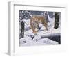 Silent Hunter- Siberian Tiger-Jeff Tift-Framed Giclee Print