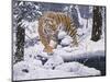 Silent Hunter- Siberian Tiger-Jeff Tift-Mounted Giclee Print