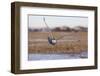 Silent Hunter-Peter Stahl-Framed Photographic Print