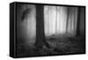 Silent Journey-David Baker-Framed Stretched Canvas