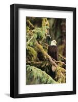 Silent Sentinel Alaska-Art Wolfe-Framed Giclee Print