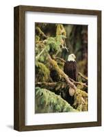 Silent Sentinel Alaska-Art Wolfe-Framed Giclee Print