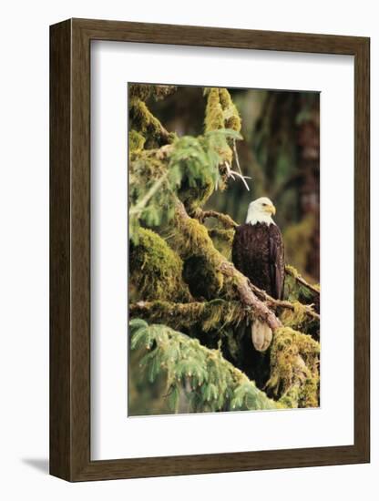 Silent Sentinel Alaska-Art Wolfe-Framed Giclee Print