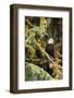 Silent Sentinel Alaska-Art Wolfe-Framed Giclee Print