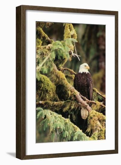 Silent Sentinel Alaska-Art Wolfe-Framed Giclee Print