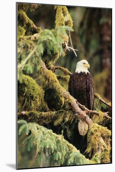 Silent Sentinel Alaska-Art Wolfe-Mounted Giclee Print