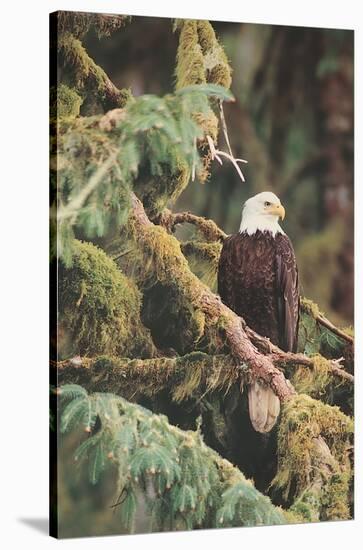 Silent Sentinel, Alaska-Art Wolfe-Stretched Canvas