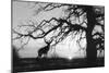 Silhouette 2-Gordon Semmens-Mounted Photographic Print