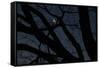 Silhouette Branches Moon Venus-Robert Goldwitz-Framed Stretched Canvas