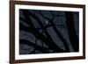 Silhouette Branches Moon Venus-Robert Goldwitz-Framed Photographic Print