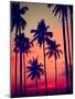Silhouette Coconut Palm Tree Outdoors Concept-Rawpixel com-Mounted Photographic Print