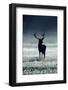 Silhouette Deer-Incado-Framed Photographic Print