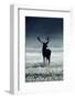 Silhouette Deer-Incado-Framed Photographic Print