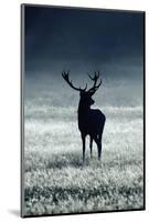 Silhouette Deer-Incado-Mounted Photographic Print