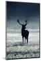 Silhouette Deer-Incado-Mounted Photographic Print