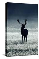 Silhouette Deer-Incado-Stretched Canvas