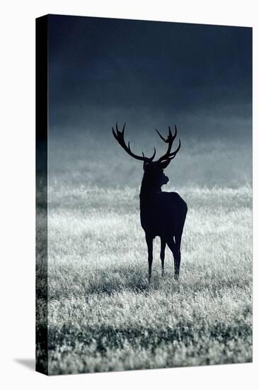 Silhouette Deer-Incado-Stretched Canvas