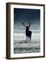 Silhouette Deer-Incado-Framed Photographic Print