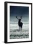 Silhouette Deer-Incado-Framed Photographic Print