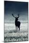 Silhouette Deer-Incado-Mounted Photographic Print