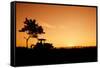 Silhouette Farmers Drive Tractors the Fields in the Morning-Sunti-Framed Stretched Canvas