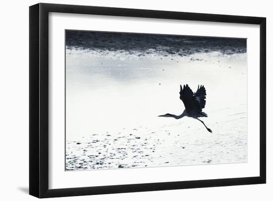 Silhouette Flight-Staffan Widstrand-Framed Giclee Print