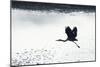 Silhouette Flight-Staffan Widstrand-Mounted Giclee Print