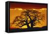 Silhouette Image of Tree at Sunset-Merrill Images-Framed Stretched Canvas