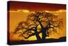 Silhouette Image of Tree at Sunset-Merrill Images-Stretched Canvas