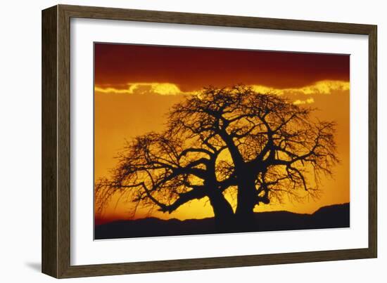 Silhouette Image of Tree at Sunset-Merrill Images-Framed Photographic Print