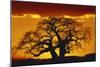 Silhouette Image of Tree at Sunset-Merrill Images-Mounted Photographic Print