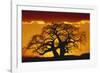 Silhouette Image of Tree at Sunset-Merrill Images-Framed Photographic Print