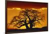 Silhouette Image of Tree at Sunset-Merrill Images-Framed Photographic Print