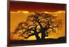 Silhouette Image of Tree at Sunset-Merrill Images-Framed Photographic Print