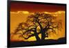 Silhouette Image of Tree at Sunset-Merrill Images-Framed Photographic Print