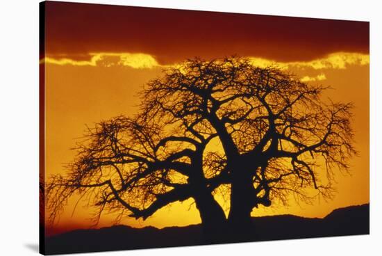 Silhouette Image of Tree at Sunset-Merrill Images-Stretched Canvas