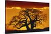 Silhouette Image of Tree at Sunset-Merrill Images-Stretched Canvas