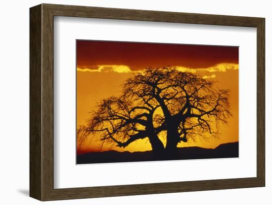 Silhouette Image of Tree at Sunset-Merrill Images-Framed Photographic Print