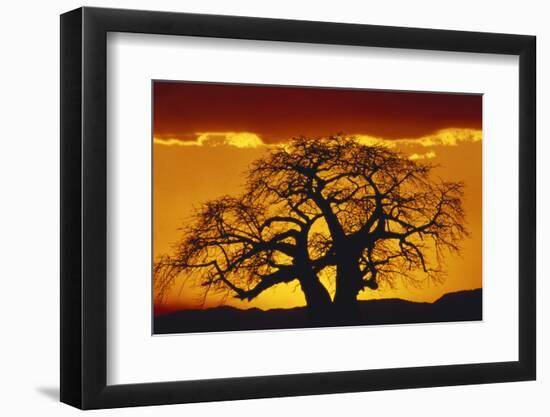 Silhouette Image of Tree at Sunset-Merrill Images-Framed Photographic Print