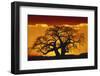 Silhouette Image of Tree at Sunset-Merrill Images-Framed Photographic Print