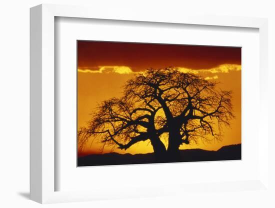 Silhouette Image of Tree at Sunset-Merrill Images-Framed Photographic Print